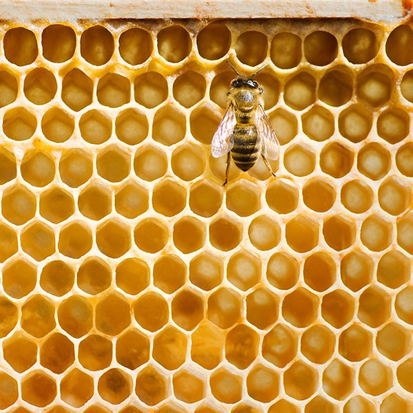 Bee